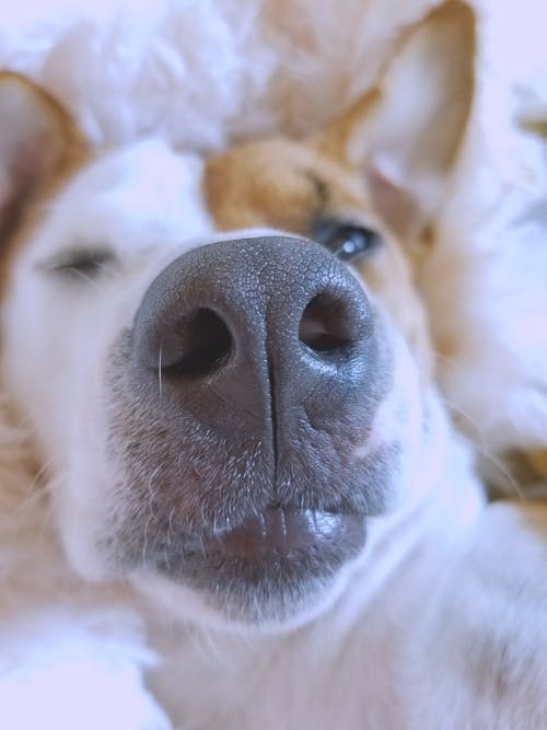 Free Close-Up Photography of a Dog's Snout Stock Photo