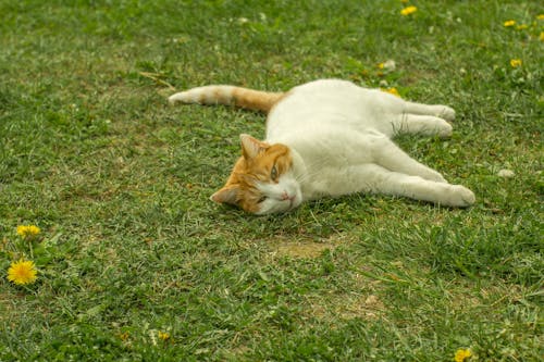 白色和橙色的虎斑猫躺在草地上