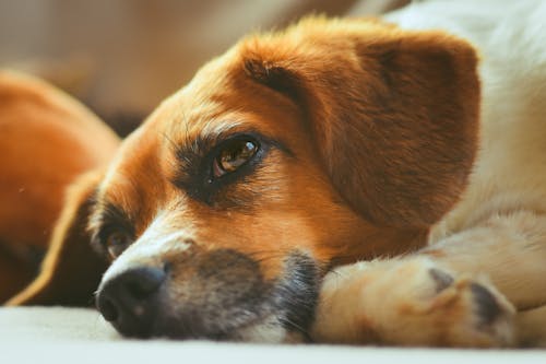 A Brown Dog in Close-up Shot