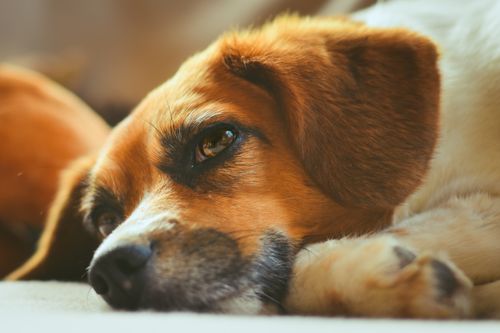 Free Capture a tranquil moment with this close-up of a relaxed beagle resting indoors. Stock Photo