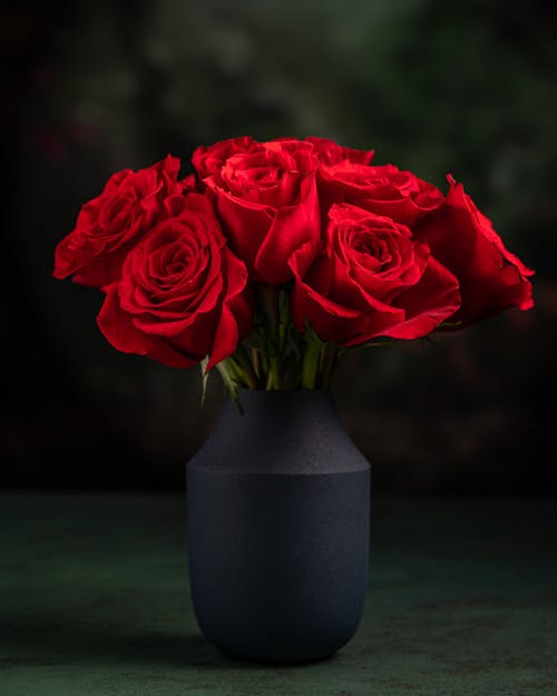 Bezpłatne Darmowe zdjęcie z galerii z czerwone róże, flora, fotografia kwiatowa Zdjęcie z galerii