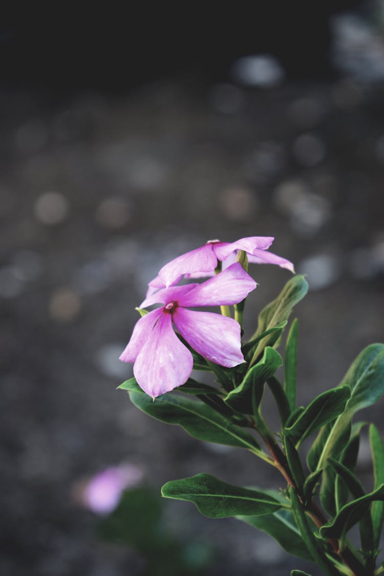 Close Up Photo Of Madagascar Periwinkle