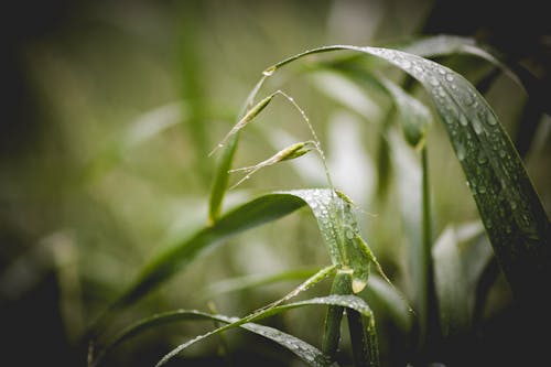 水滴と緑の草