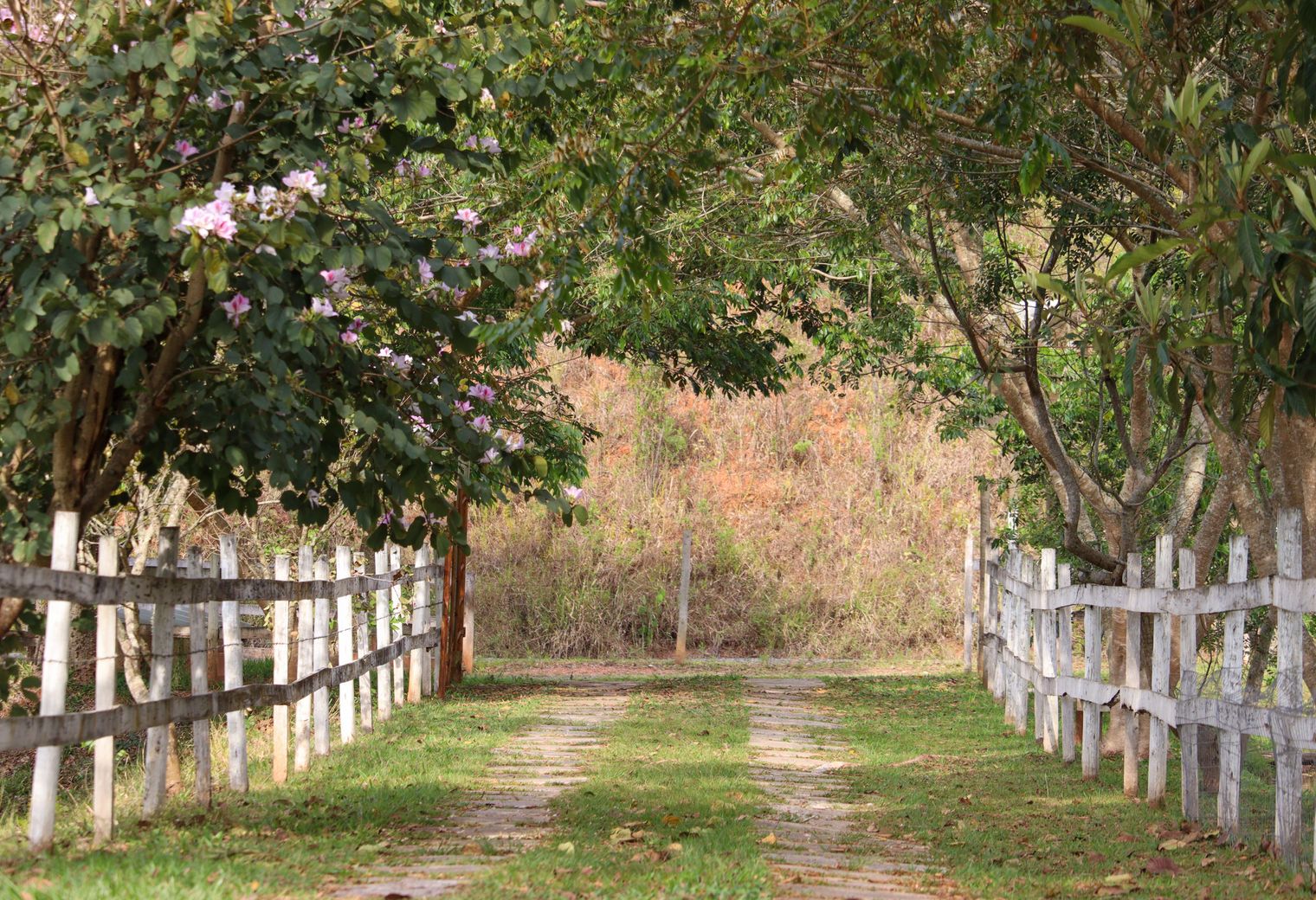 Fence and Decking Painting in Lee — a freshly painted, spotless finish
