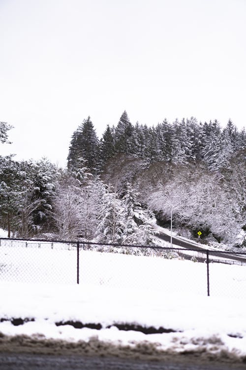 Imagine de stoc gratuită din acoperit de zăpadă, arbori, fotografiere verticală