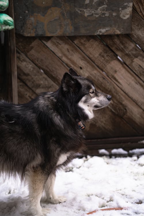 Kostenloses Stock Foto zu finnischer lapphund, hund, hündisch