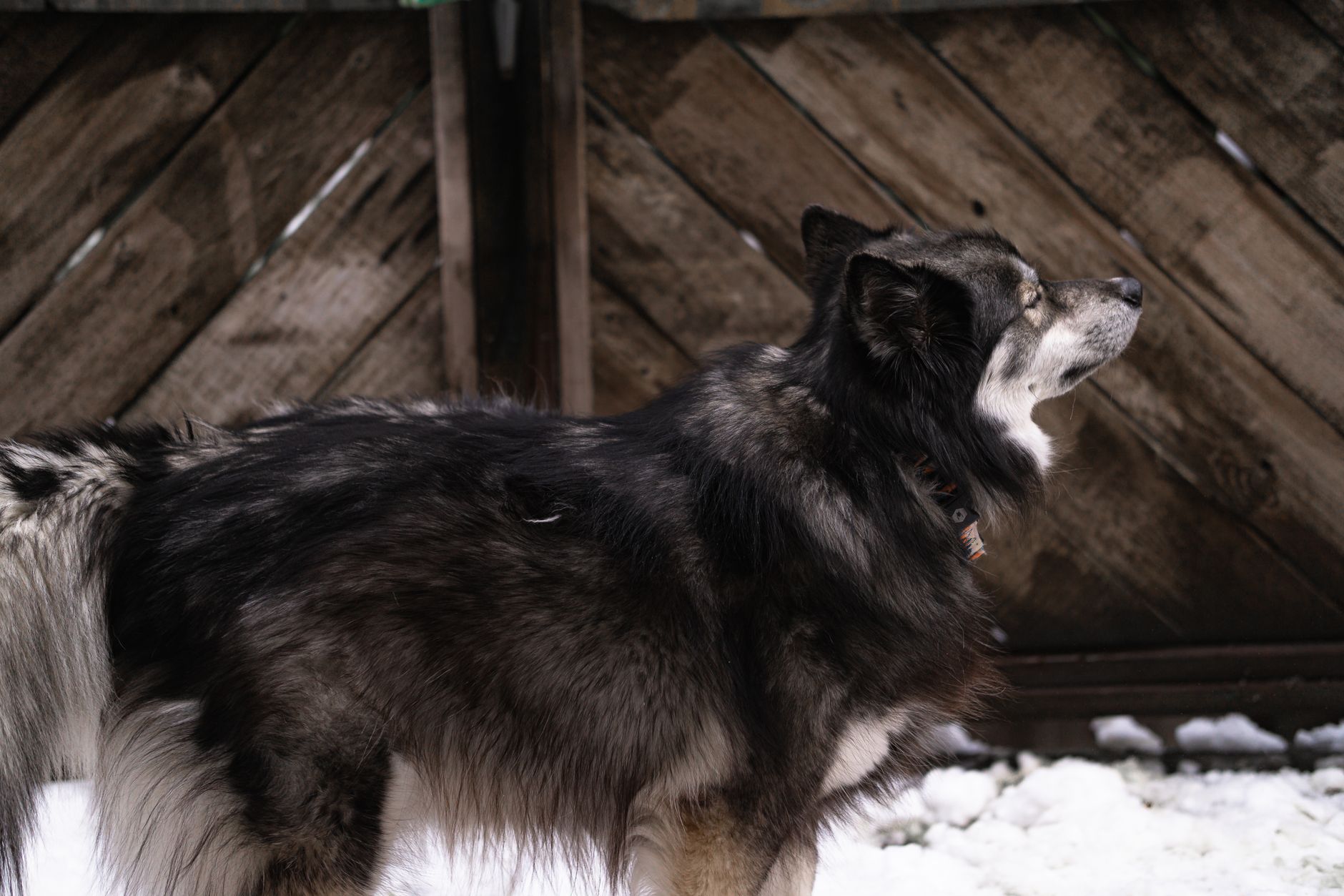 Managing Allergies and the Double Coat