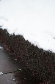 Close-up of a snow-covered hedge next to a winter sidewalk.