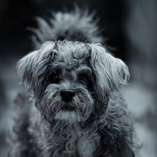 Grayscale Photo of Cute Shih Tzu Puppy 
