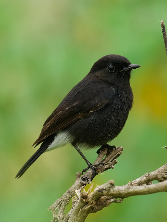 A Black Bird Perched on Tree Branch