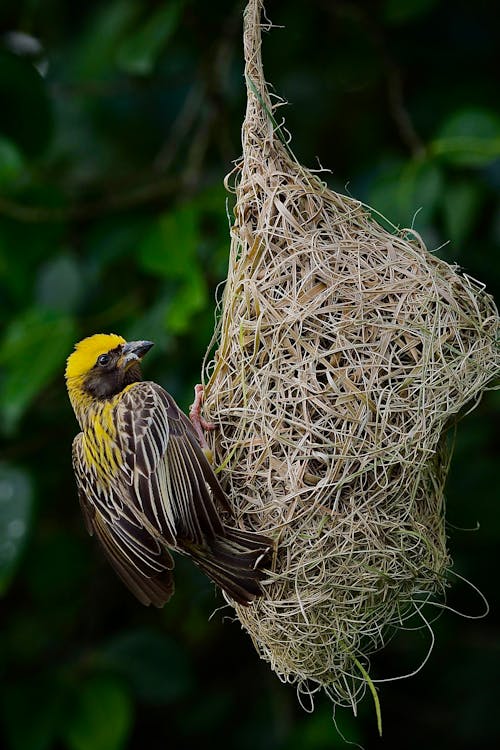 Close Up Photo of Bird on Nest