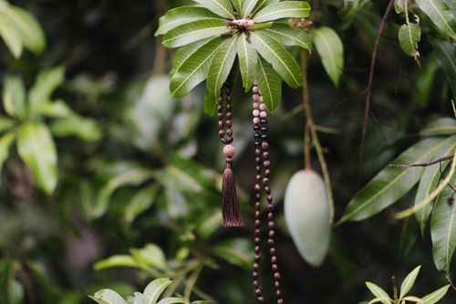Free A serene image of prayer beads hanging gracefully on a mango tree, surrounded by lush green leaves. Stock Photo