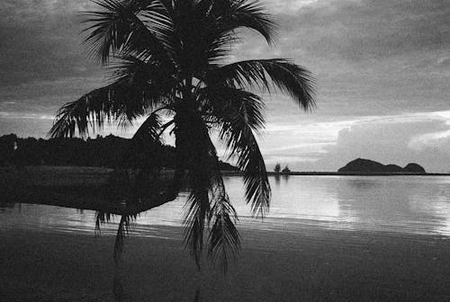 Grayscale Photo of the Beach 