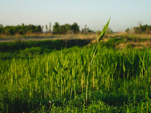 Imagine de stoc gratuită din câmp, fotografie cu natură, iarbă