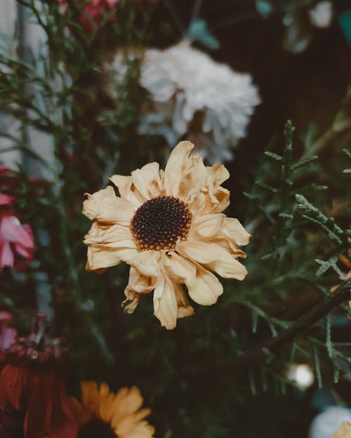 Foto stok gratis alam, arranjo floral, bunga-bunga indah