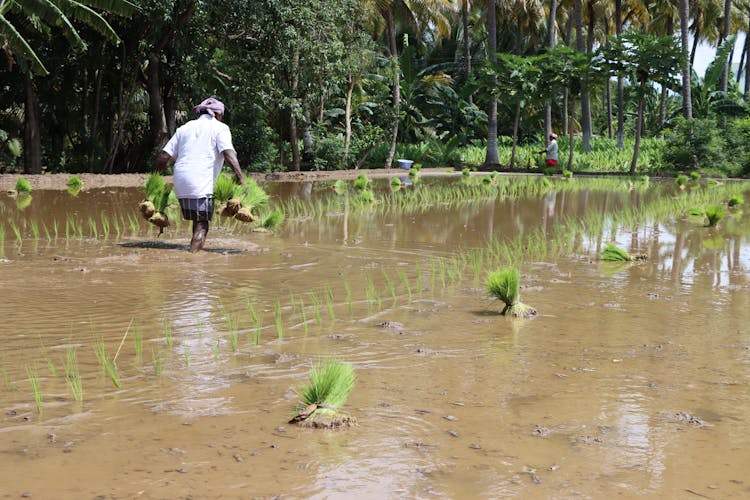 Farmer Planting Rice In The Field