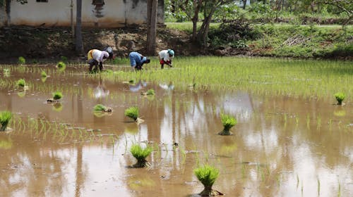 People in a Paddy Field