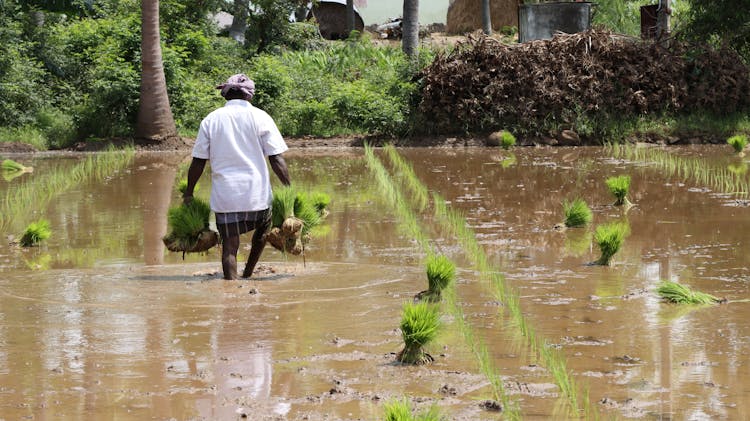 Farmer Planting Rice In The Field Paddy 