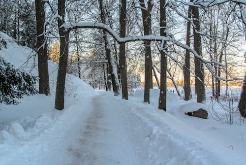 Fotos de stock gratuitas de arboles, carretera, cubierto de nieve