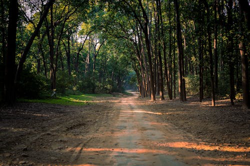 Gratis stockfoto met begeleiding, bomen, Bos