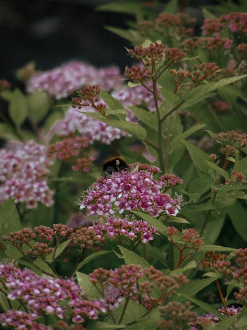 Ücretsiz arı, Bahçe, bitki içeren Ücretsiz stok fotoğraf Stok Fotoğraflar