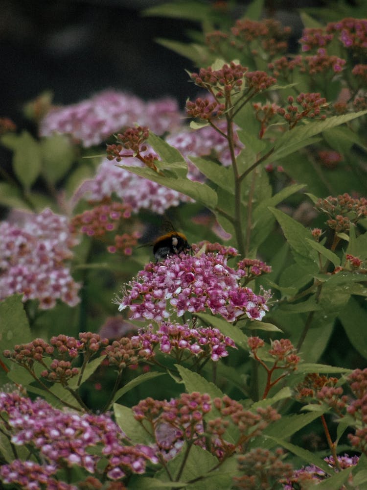 Bee Sitting On Flower In Garden