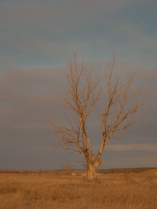 Leafless Tree on Brown Field