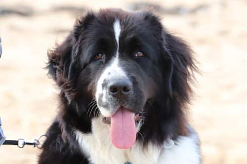 Free Close-up of a fluffy Landseer dog with tongue out, showcasing its gentle and loving nature. Stock Photo