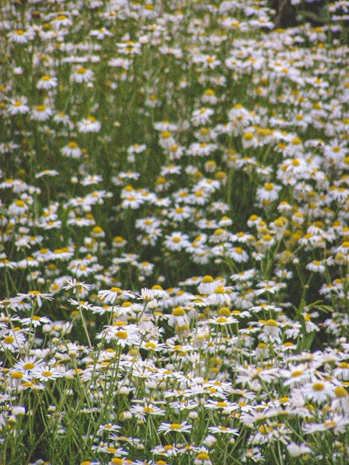 Photograph of a Field with Daisy Flowers