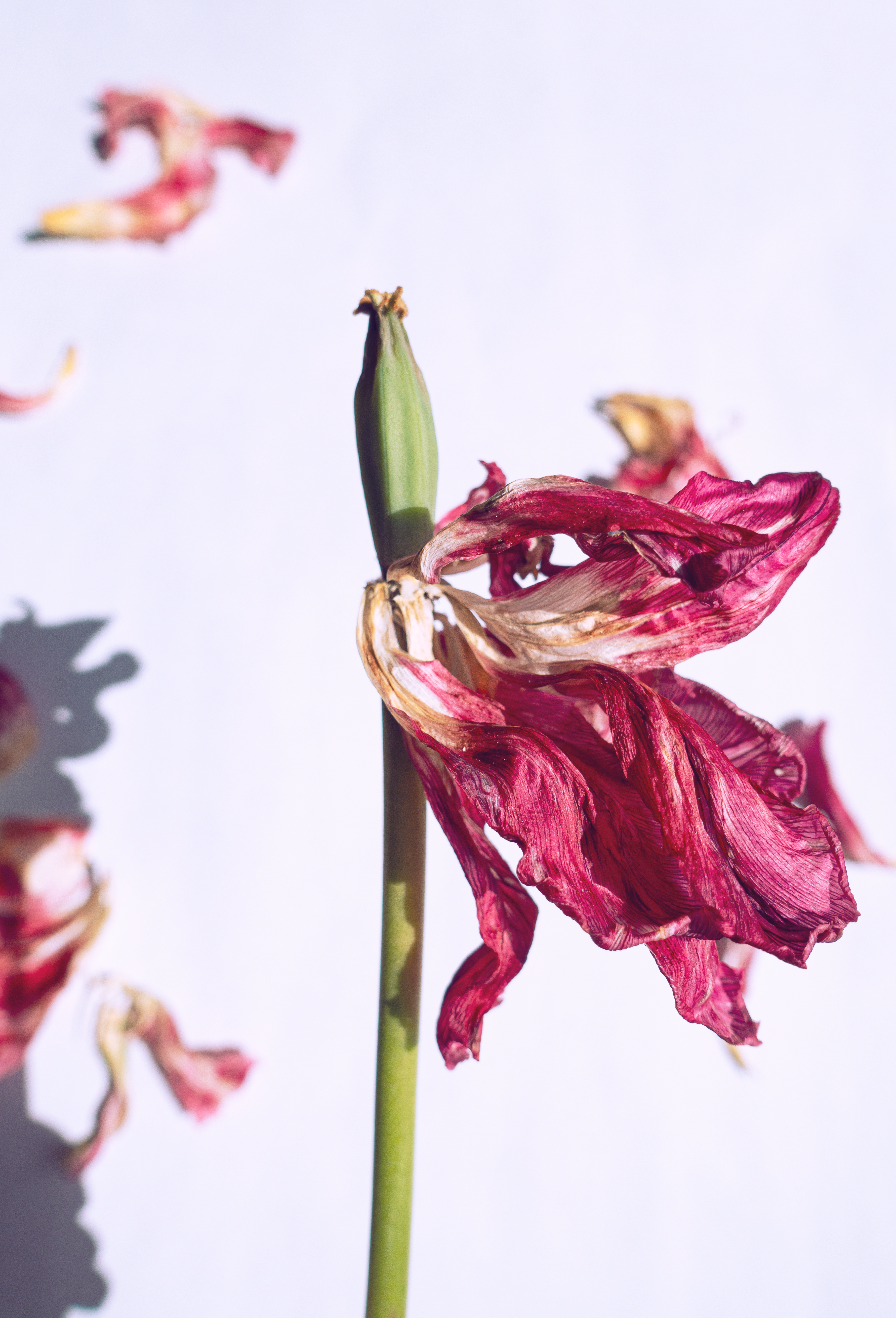A close-up of a withered red tulip showcasing its delicate dried petals on a white background.