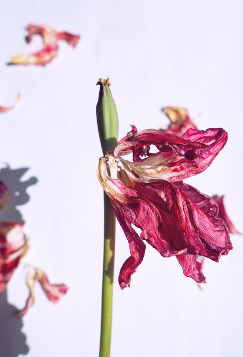 Free A close-up of a withered red tulip showcasing its delicate dried petals on a white background. Stock Photo