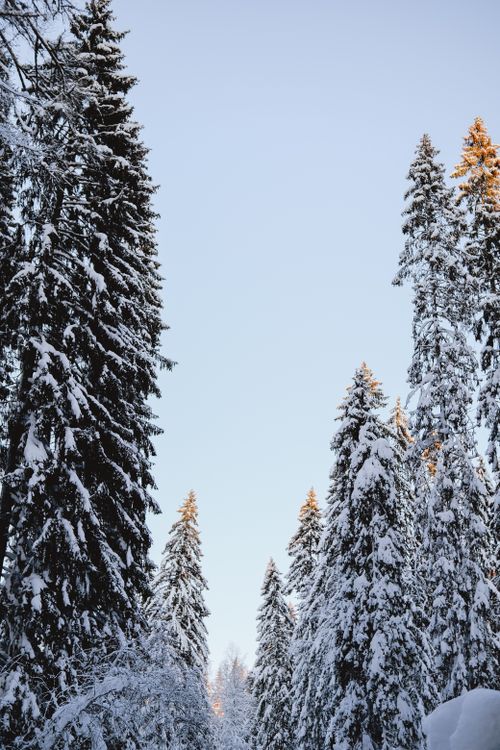 Free Discover the tranquility of a snow-covered forest with towering coniferous trees in a serene winter setting. Stock Photo