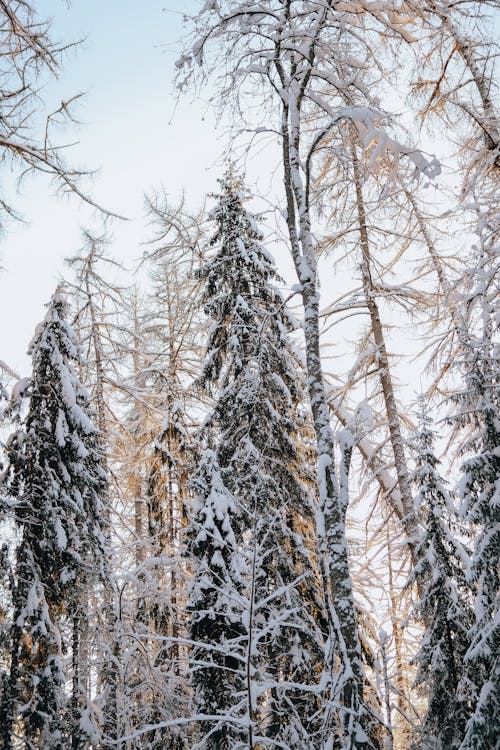 Free Winter Forrest with Trees Covered in Snow  Stock Photo