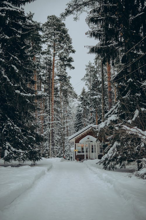 A Road and House in Forrest in Winter 