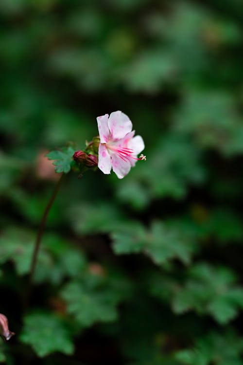 Pink and White Flower in Tilt Shift Lens