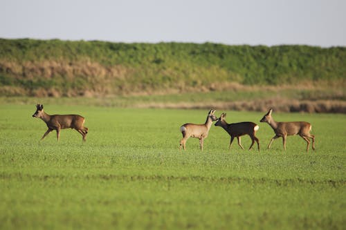 Gratis stockfoto met beesten, grasveld, herbivoren