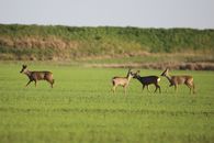 Group of roe deer grazing on a lush green field in Pays de la Loire, France.