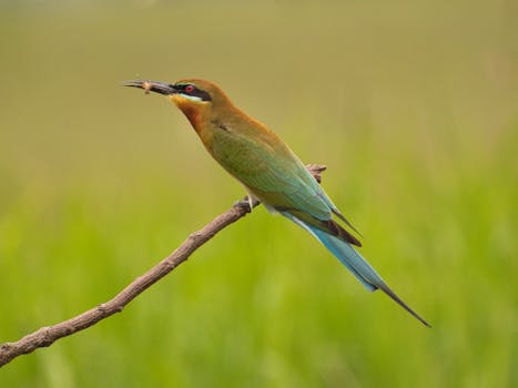 A blue tailed bee eater bird perched on a branch holding an insect in its beak.