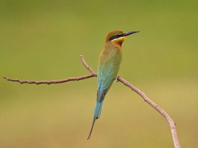 Morning Birdwatching Tours