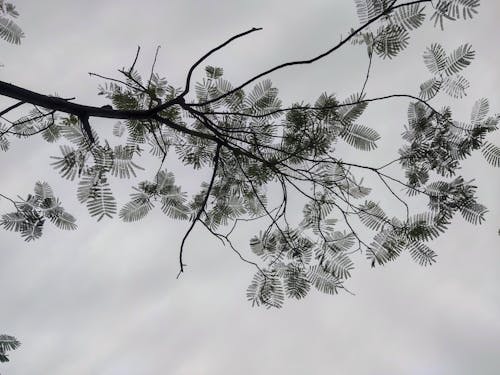Darmowe zdjęcie z galerii z bezpośrednio poniżej, czarno-biały, drzewo