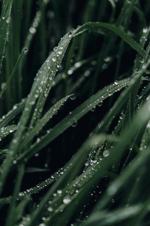 Photos gratuites de fermer, gouttelettes d'eau, gouttes de pluie