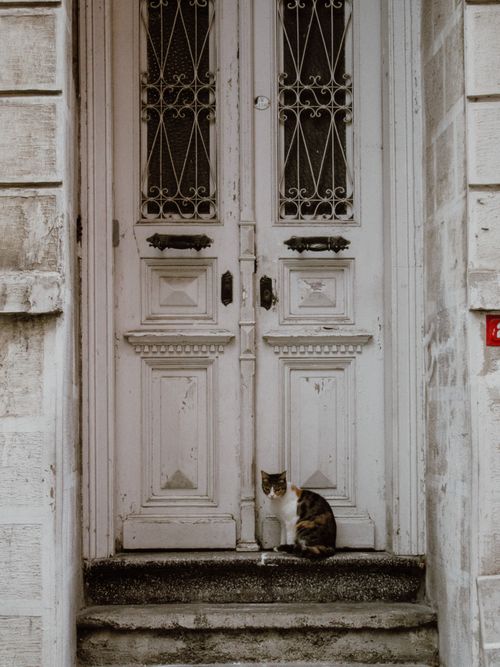 Free A solitary cat sits before an ornate, historic wooden door in Istanbul's urban setting. Stock Photo