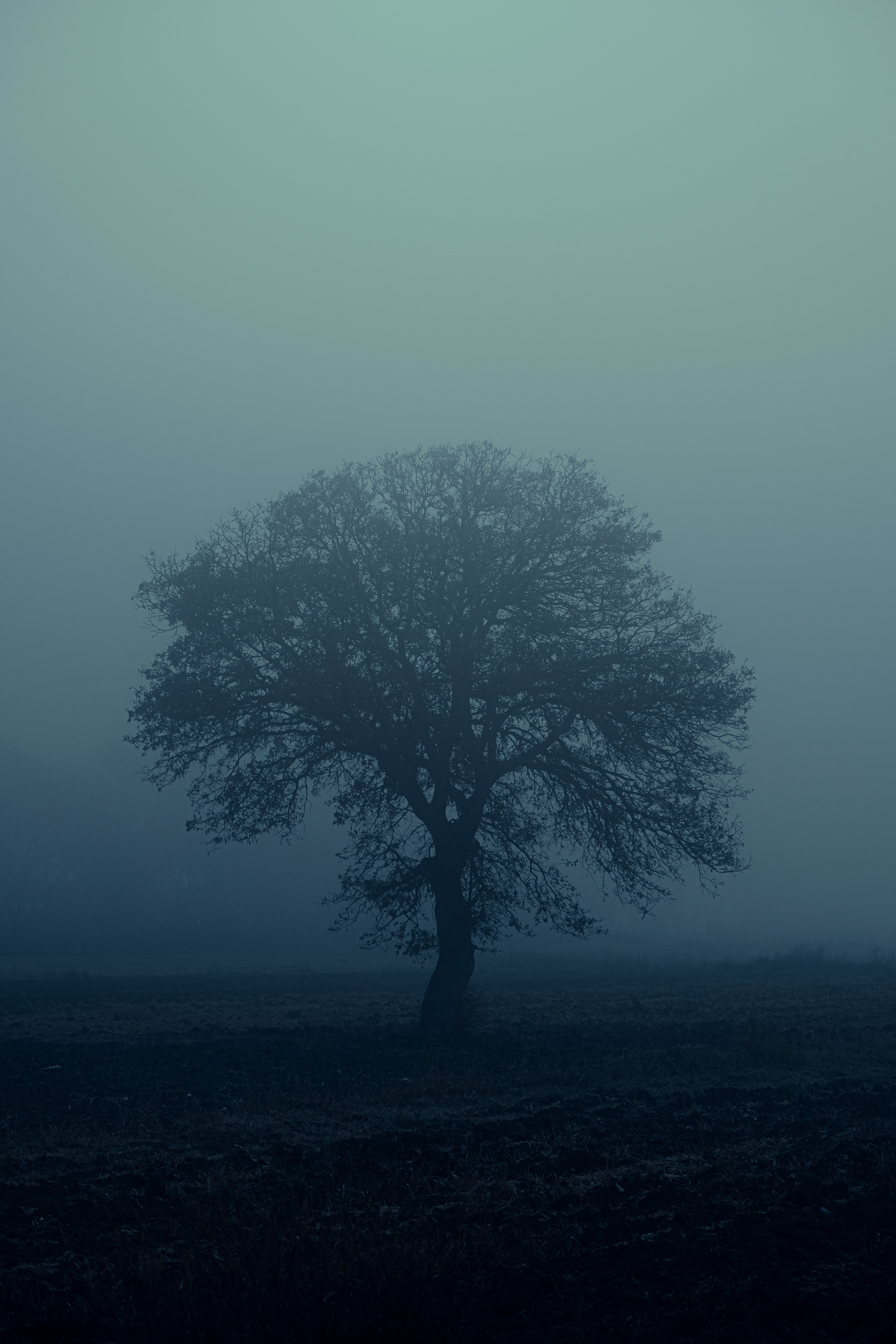 Black Tree at Night Time · Free Stock Photo