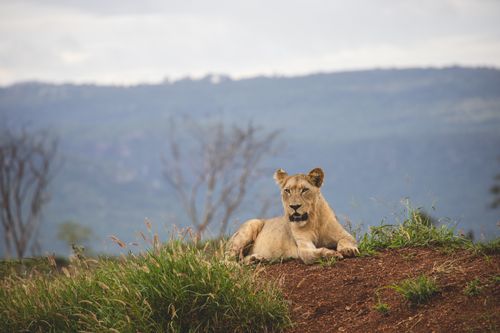Free A majestic lioness lounging in the South African wild's natural habitat. Stock Photo