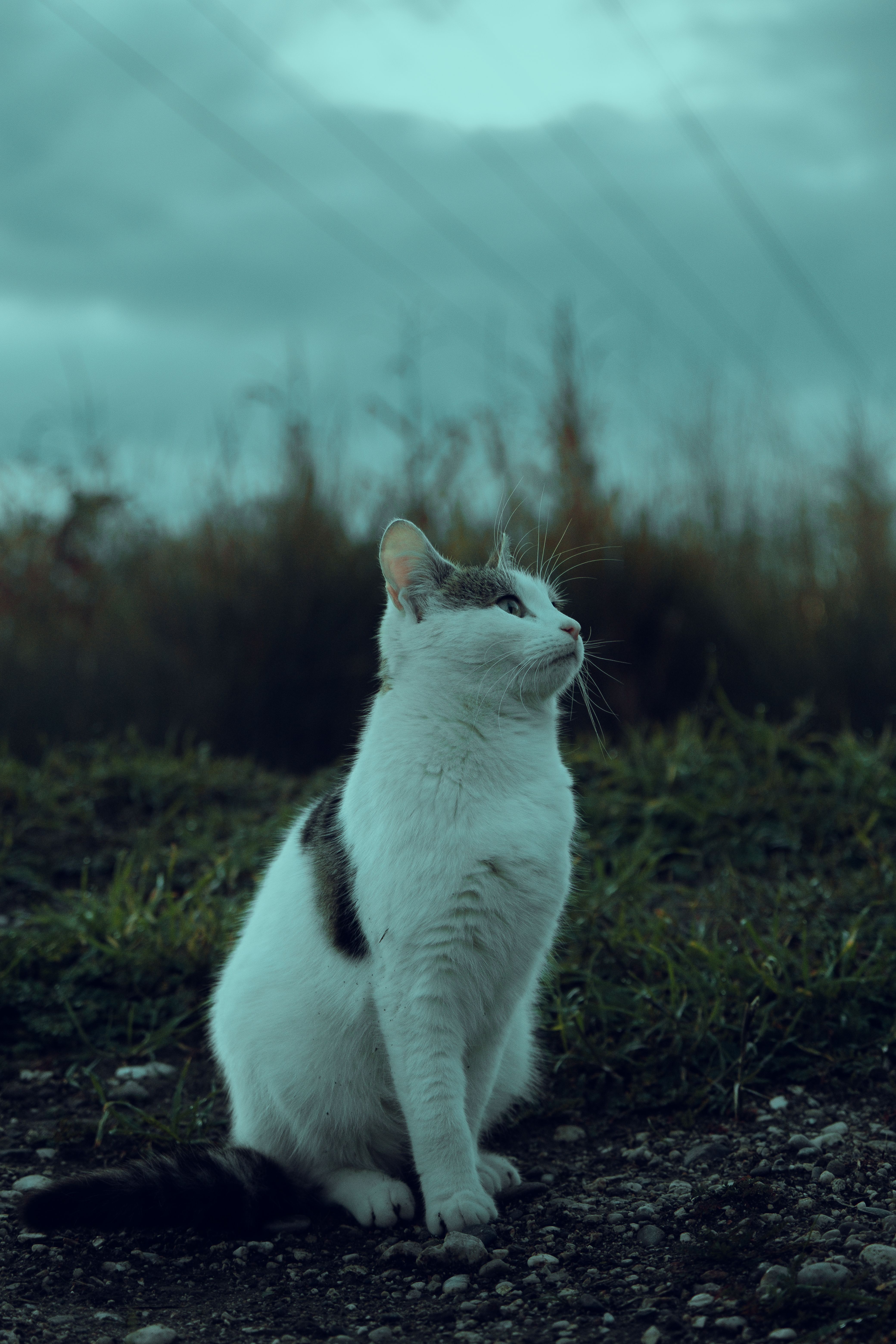 White Cat Sitting on the Ground · Free Stock Photo