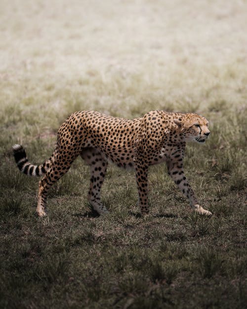Cheetah Walking on Grass