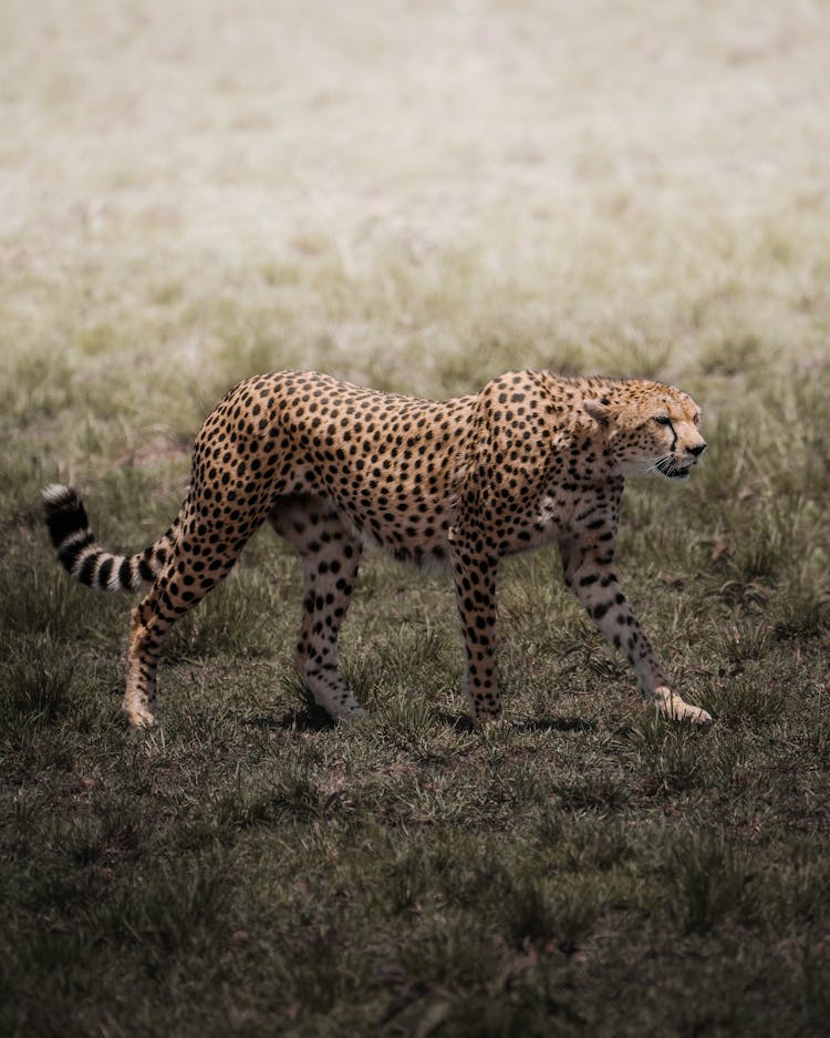 Cheetah Walking On Grass