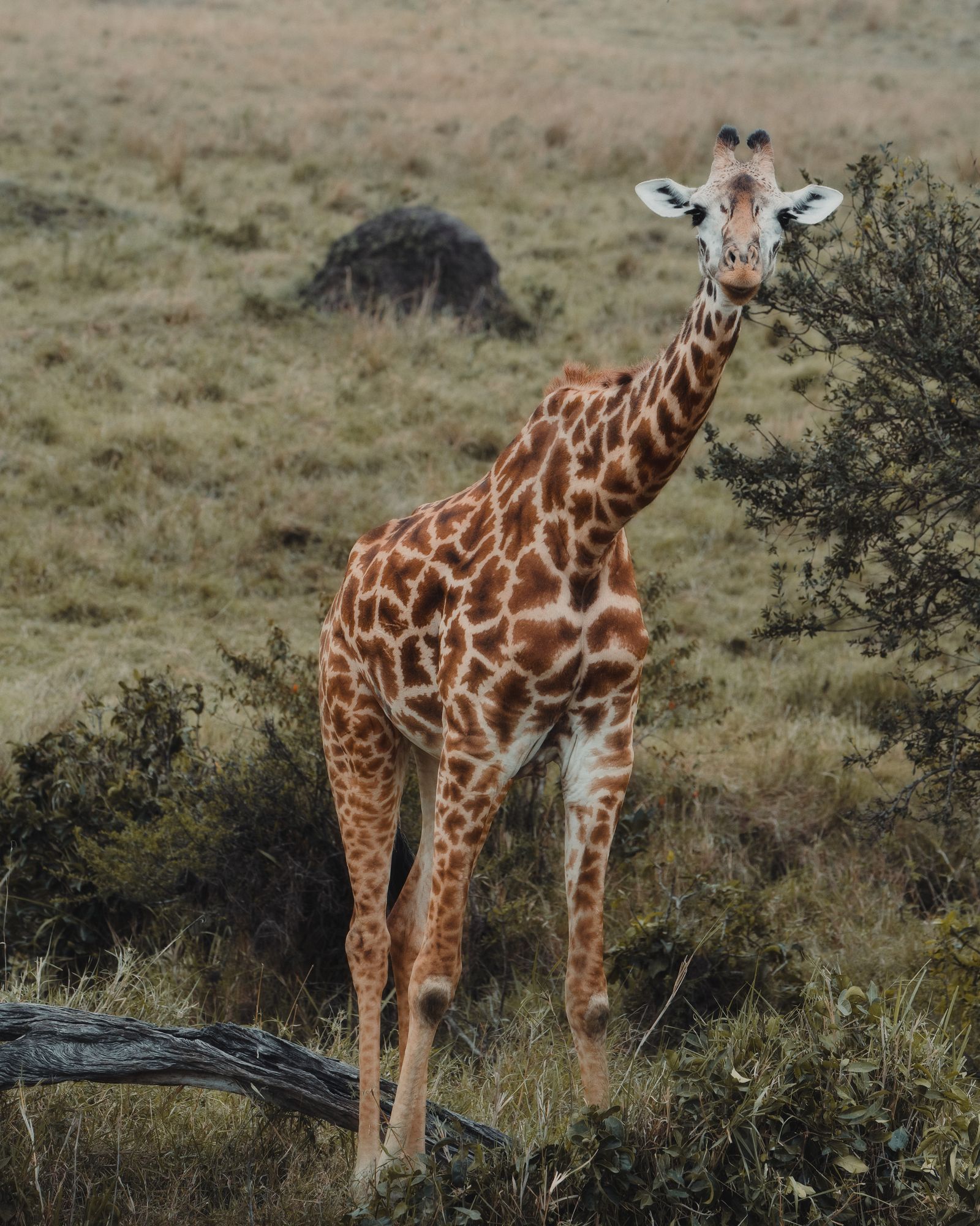 A giraffe on the plains in Kenya, the reward at the end of the paperwork