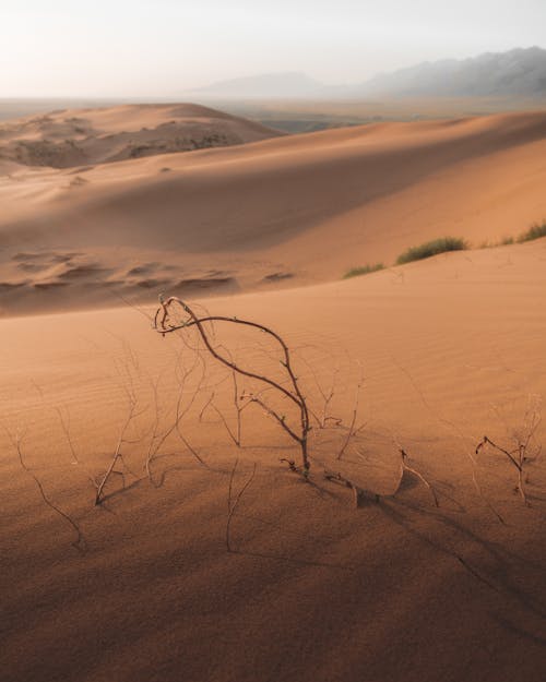 Blattloser Baum Auf Weißem Sand