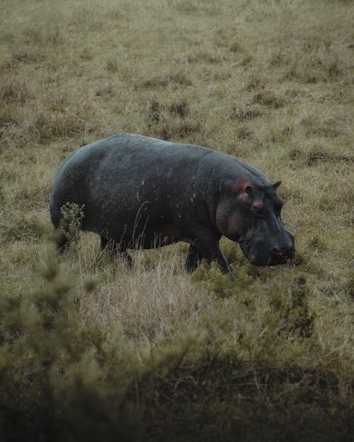 Hippopotamus in Natural Habitat